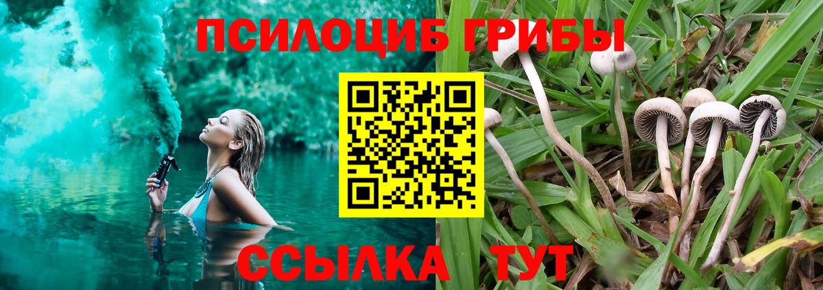 Псилоцибиновые грибы Psilocybe Славянск-на-Кубани